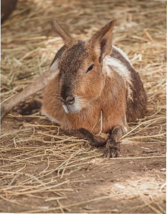 Mara Patagonian, loài gặm nhấm lớn màu nâu nằm trên mặt đất