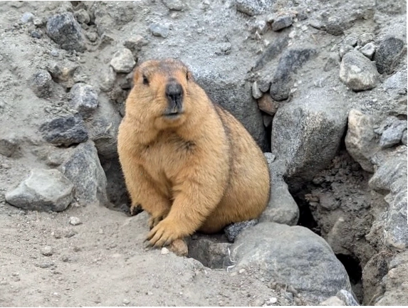 Marmot Himalaya