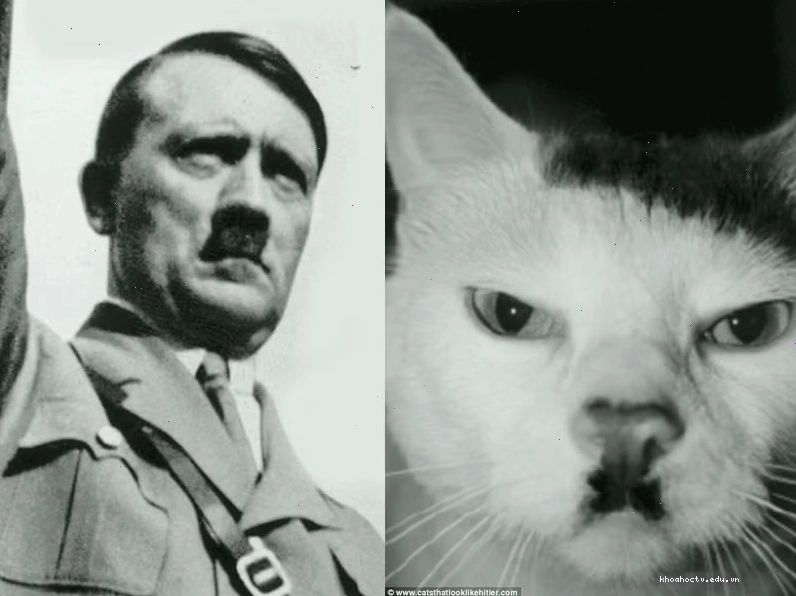 Mèo có ria mép giống Hitler