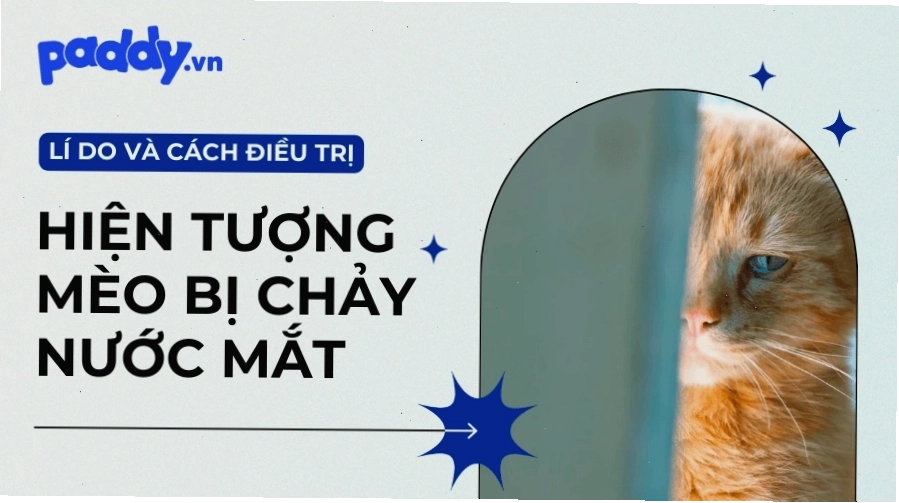 Mèo con bị chảy nước mắt