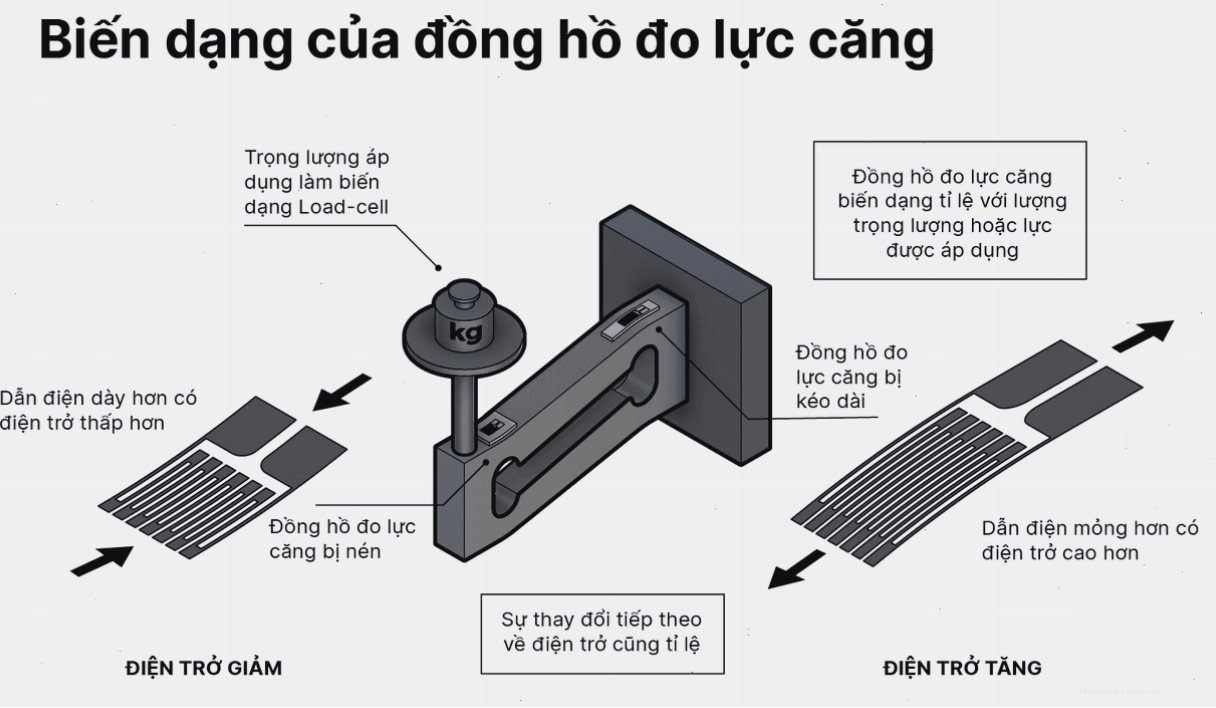 Minh họa biến dạng của đồng hồ đo lực căng (strain gauge) trên Load Cell