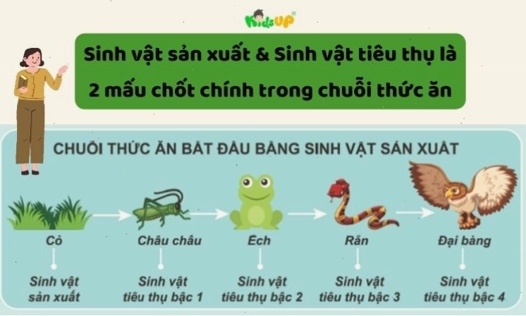 Minh họa các thành phần trong chuỗi thức ăn: sinh vật sản xuất, sinh vật tiêu thụ và sinh vật phân hủy