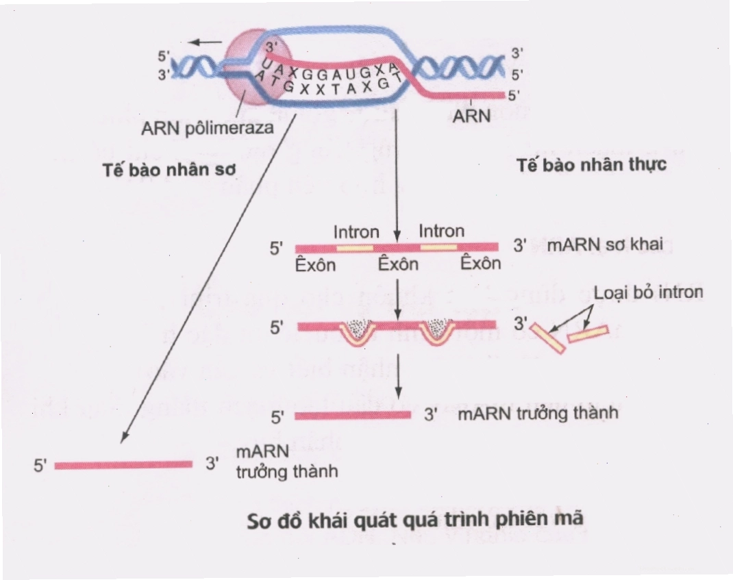 Minh họa hai quá trình phiên mã và dịch mã