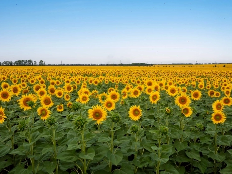 Một trang trại điện mặt trời hòa mình vào thiên nhiên