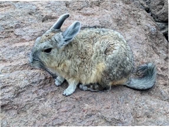 Nam viscacha, một loài gặm nhấm nhỏ có nguồn gốc từ Nam Mỹ, giống như thỏ