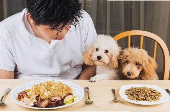 Nên cho chó ăn cơm hay hạt lựa chọn tối ưu cho sức khỏe thú cưng