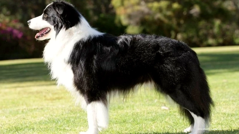 Ngoại hình đặc trưng của chó Border Collie