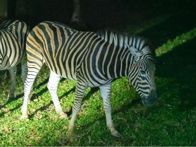 Ngựa vằn được chăm sóc tại Vinpearl Safari Phú Quốc
