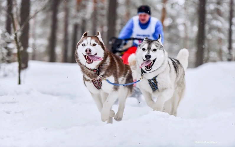 Nguồn gốc chó Husky Siberian từ vùng Siberia lạnh giá