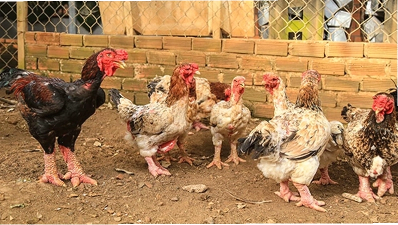 Nguồn gốc của giống gà Đông Tảo tại Hưng Yên