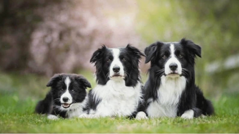 Nguồn gốc lịch sử của giống chó Border Collie