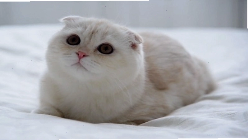 Nguồn gốc mèo tai cụp Scottish Fold từ đột biến gen tự nhiên tại Scotland