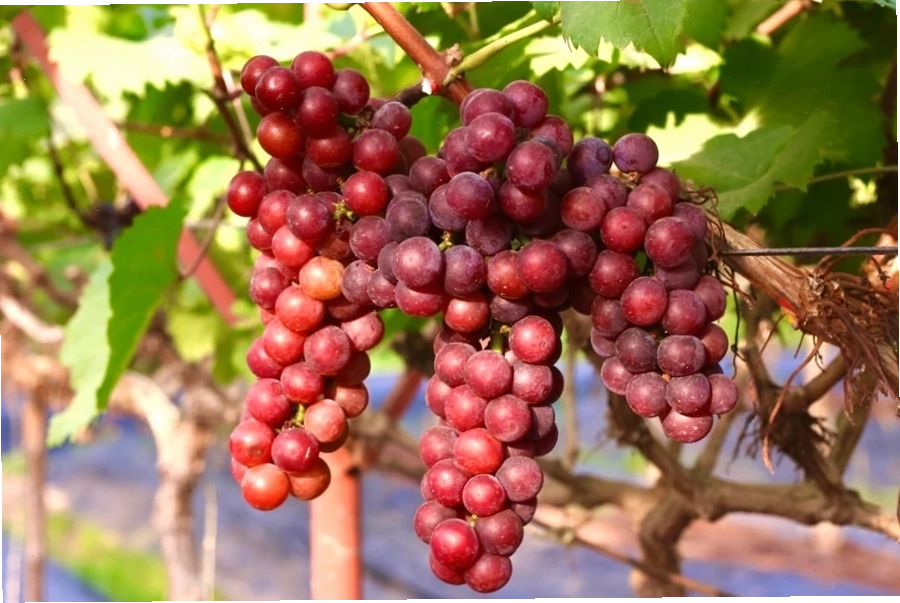 Nho đỏ Ninh Thuận với vỏ dày và màu sắc đậm đà