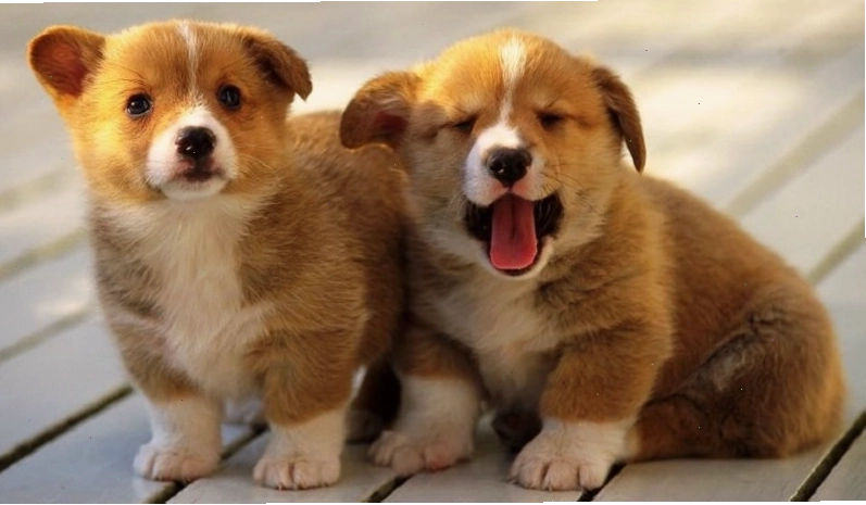 Những cái tên hay cho chó đực lấy cảm hứng từ các món ăn ngon