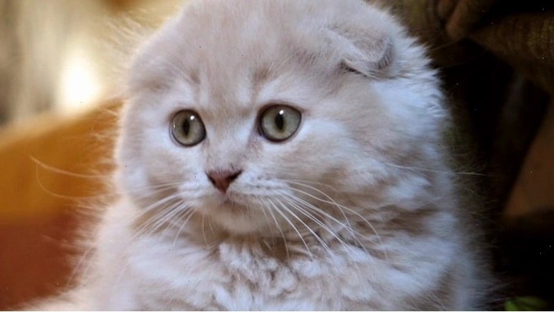 Những lưu ý khi mua mèo tai cụp Scottish Fold