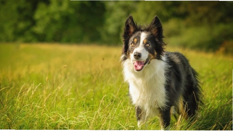 Những lưu ý khi nuôi chó Border Collie