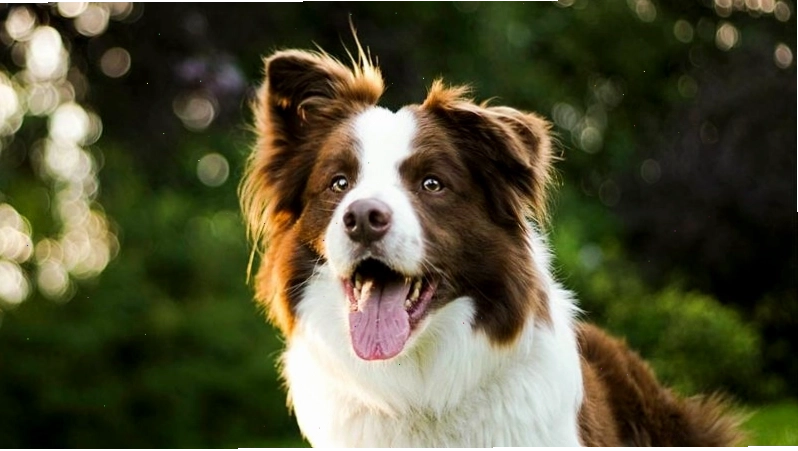 Những lý do nên chọn nuôi chó Border Collie