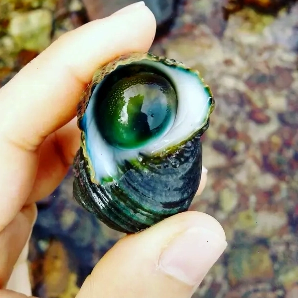 Ốc mặt trăng với vẻ ngoài độc đáo và hương vị thơm ngon