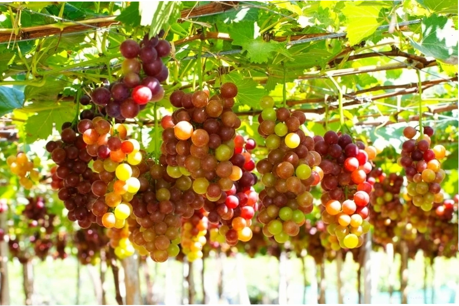 Phân biệt nho Ninh Thuận với các loại nho khác