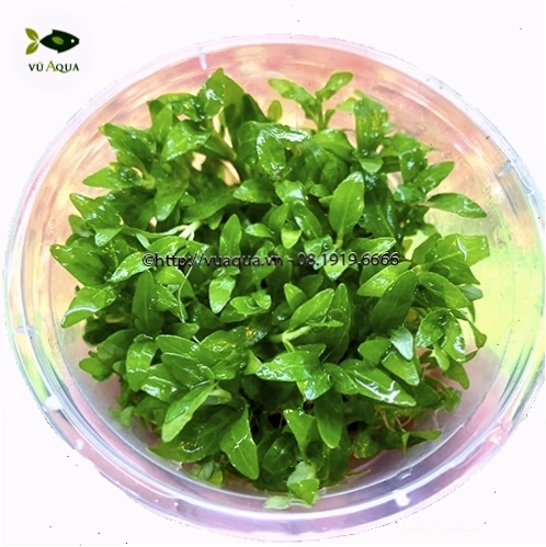 Rau thơm cấy mô - ví dụ về cây thủy sinh có thể phát triển mà không cần đất nền