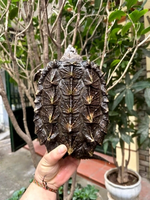 Rùa cá sấu Alligator Snapping Turtle với mai có gai đặc trưng