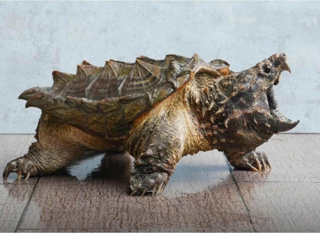 Rùa cá sấu con đang ăn mồi tươi sống