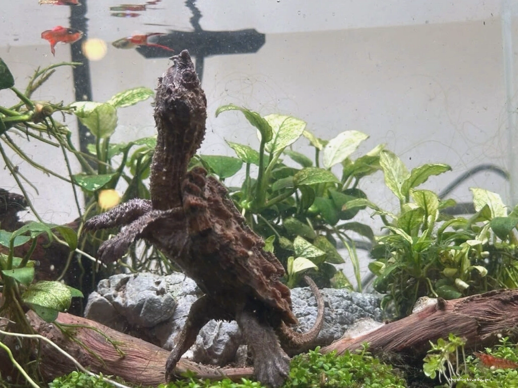 Rùa cá sấu trưởng thành trong môi trường nước rộng