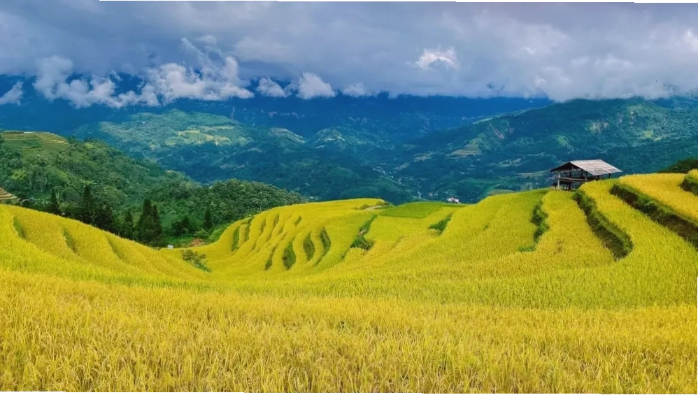 Ruộng bậc thang Hà Giang ở Nậm Hồng vào mùa lúa chín