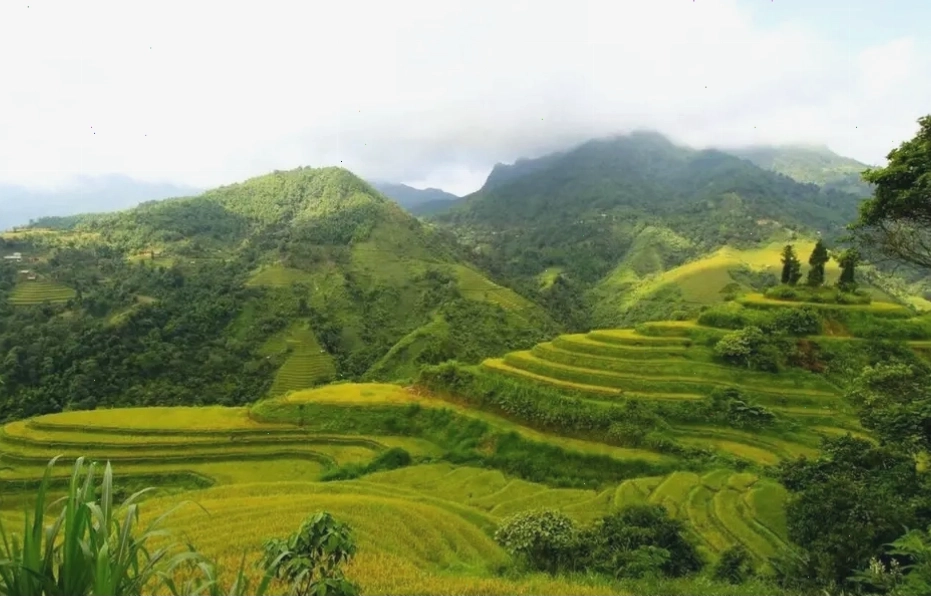 Ruộng bậc thang Hà Giang ở Sán Sả Hồ mùa lúa chín