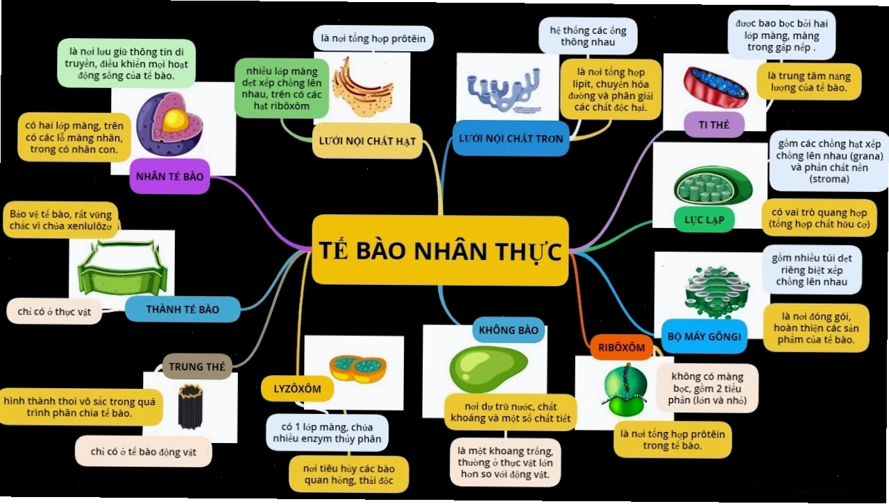 Sơ đồ tư duy tế bào nhân thực