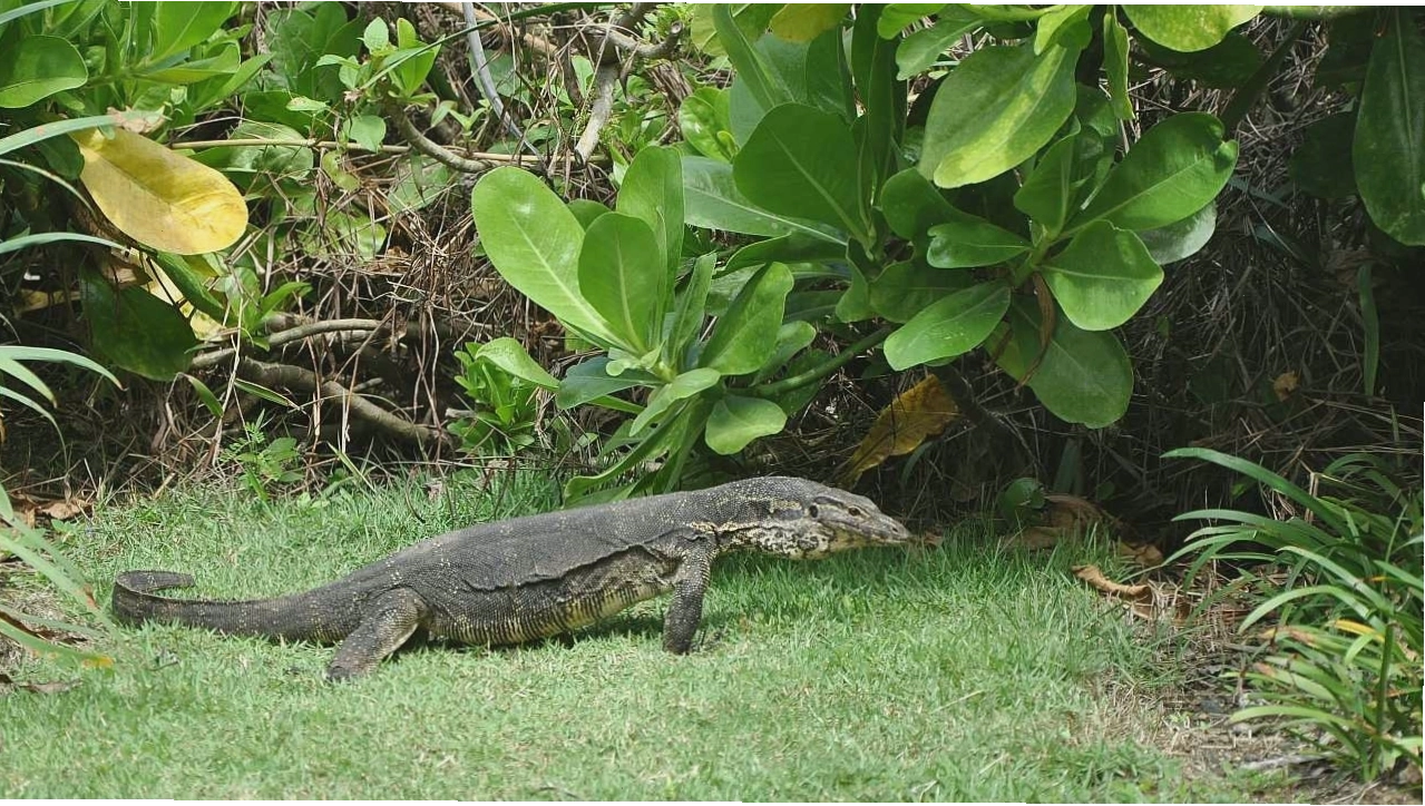 So sánh kích thước thằn lằn Monitor Lizard và Rồng Komodo