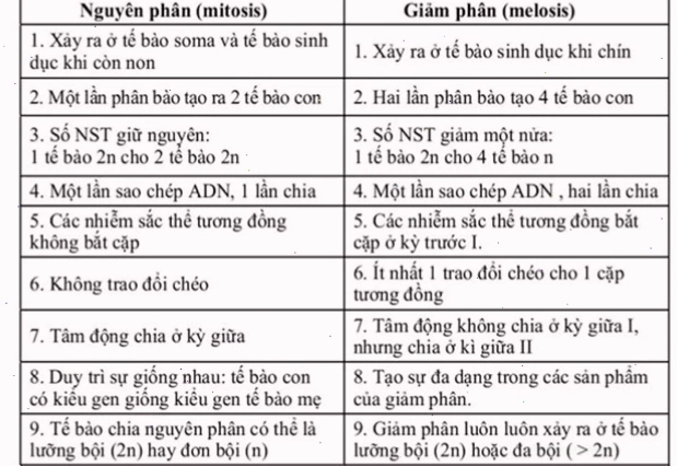 So sánh nguyên phân và giảm phân