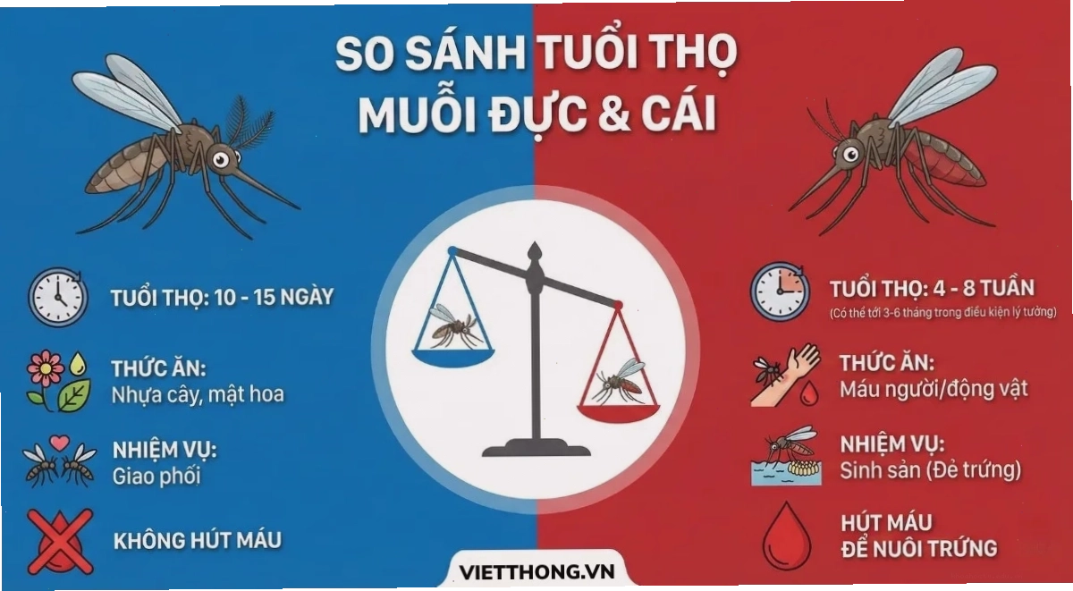 So sánh tuổi thọ của muỗi đực và muỗi cái