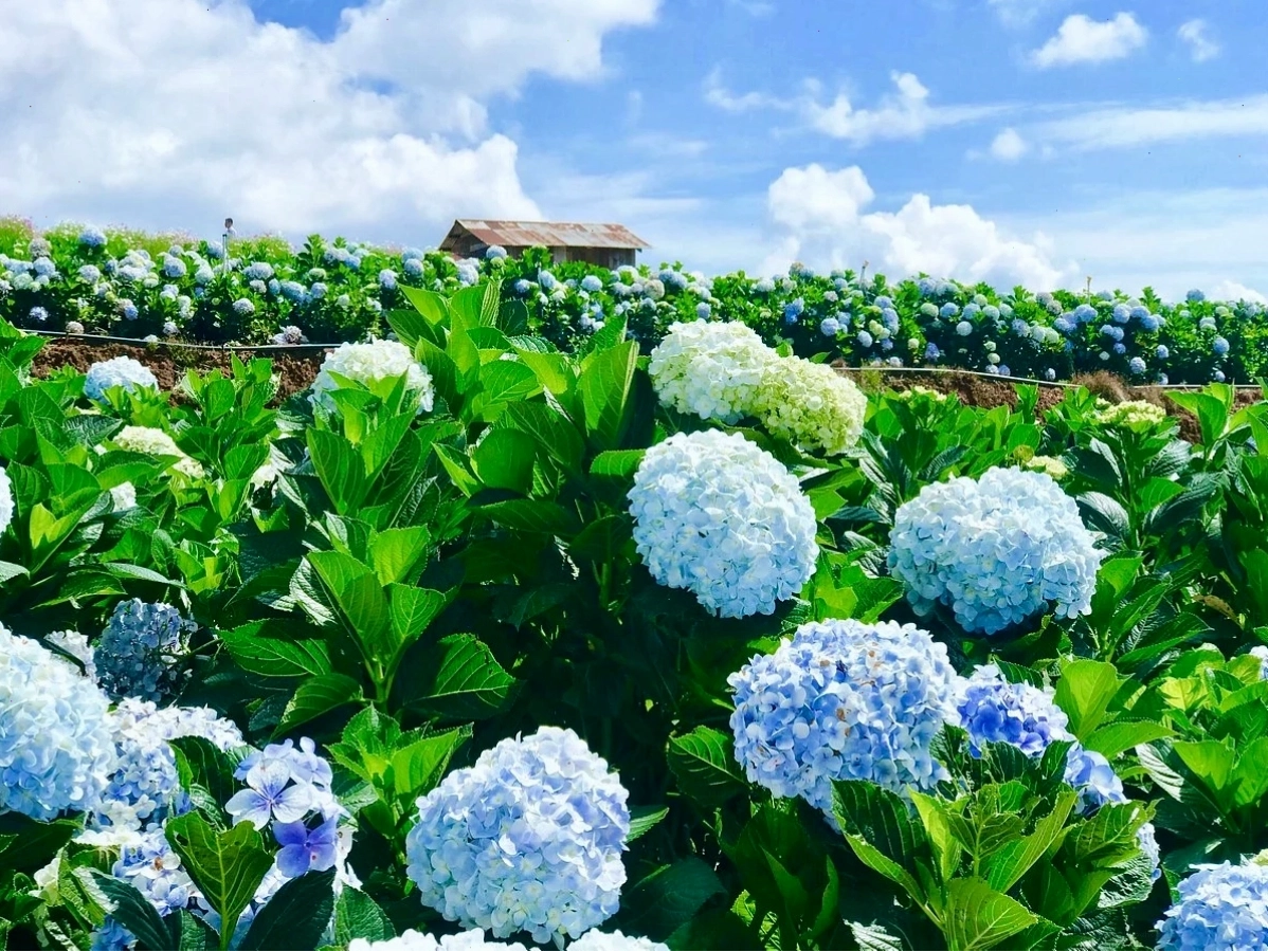 Sự đa dạng về màu sắc của hoa cẩm tú cầu