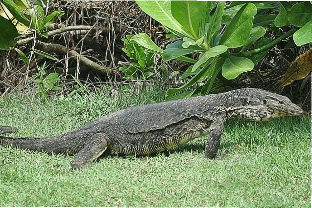 Thằn lằn Monitor Lizard Bali bên cạnh dòng chữ không phải Komodo