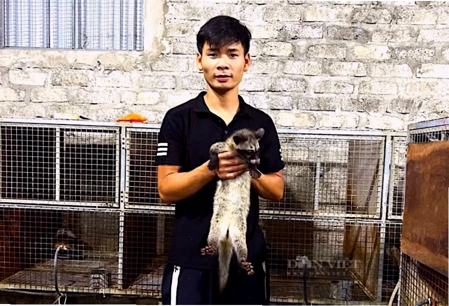 Thanh niên Hà Tĩnh chia sẻ kinh nghiệm nuôi chồn hương thành công