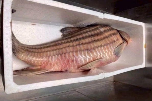 Thịt cá trà sóc giàu protein và omega-3