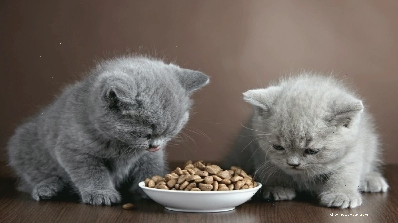 Thức ăn phù hợp cho mèo tai cụp Scottish Fold