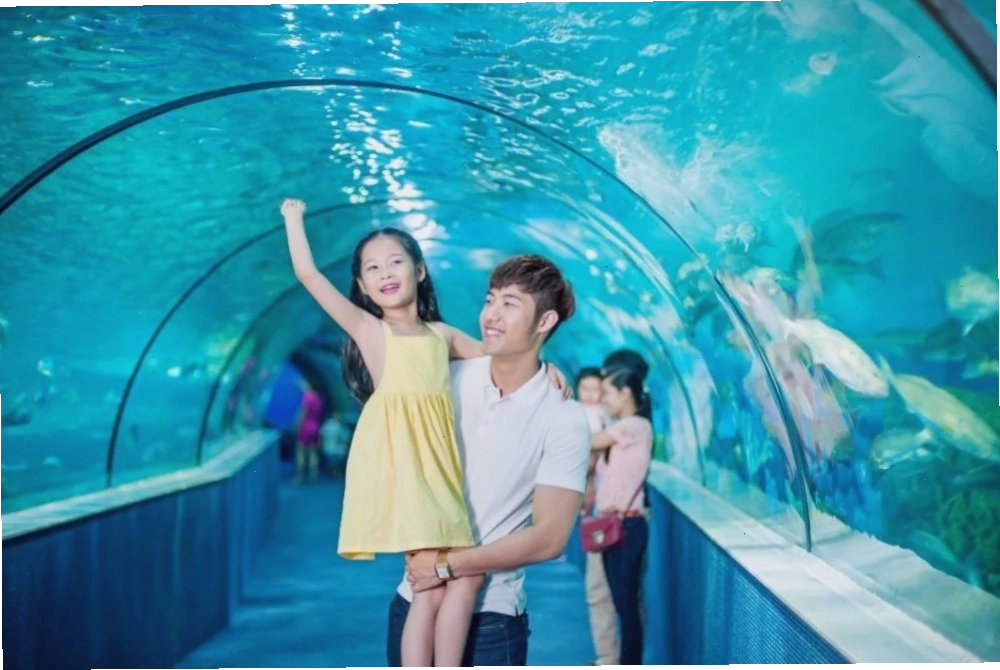 Thủy cung Vinpearl Aquarium Times City - thế giới đại dương kỳ thú