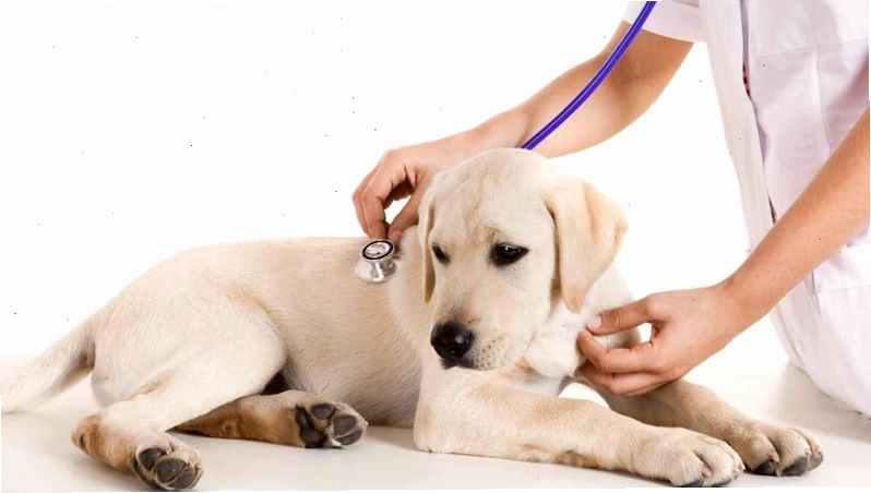 Tiêm phòng đầy đủ là cách tốt nhất phòng bệnh Parvo