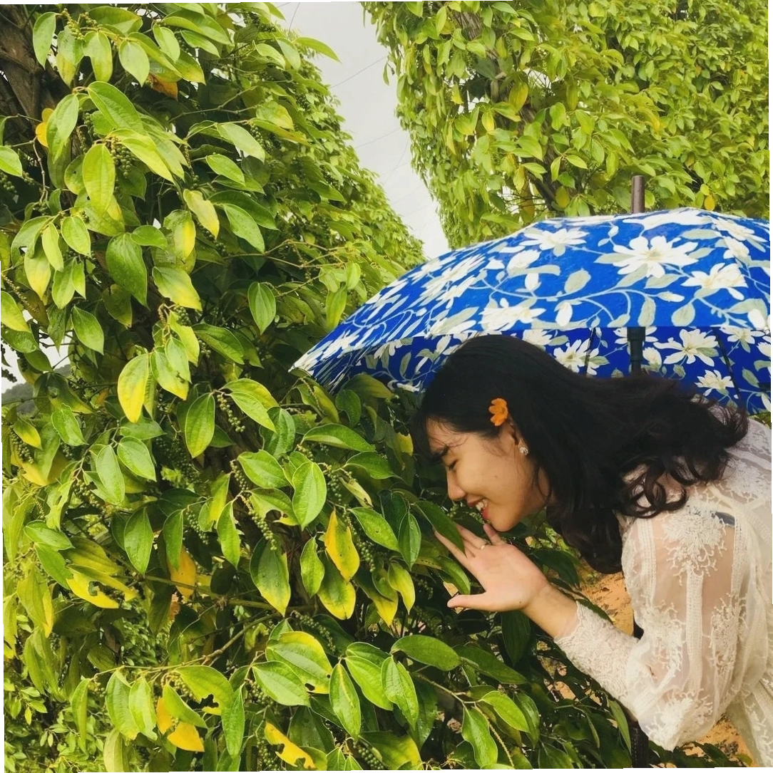Tiêu sau khi thu hoạch được phơi khô dưới ánh nắng mặt trời