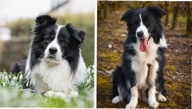 Tính cách năng động và thông minh của chó Border Collie