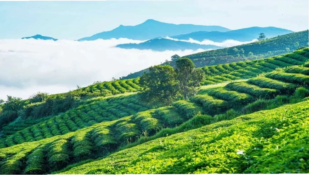 Toàn cảnh đồi chè Cầu Đất xanh mướt dưới ánh nắng