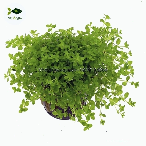 Trân châu cao - loại cây tiền cảnh tạo thảm xanh ấn tượng