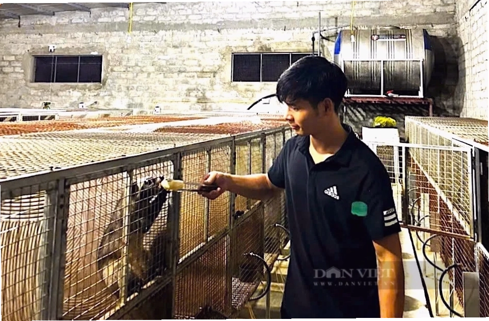 Trang trại chồn hương đang phát triển tốt