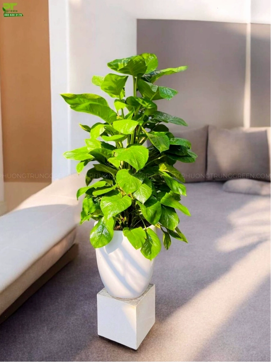 Trầu bà cột trong chậu sứ trắng sang trọng