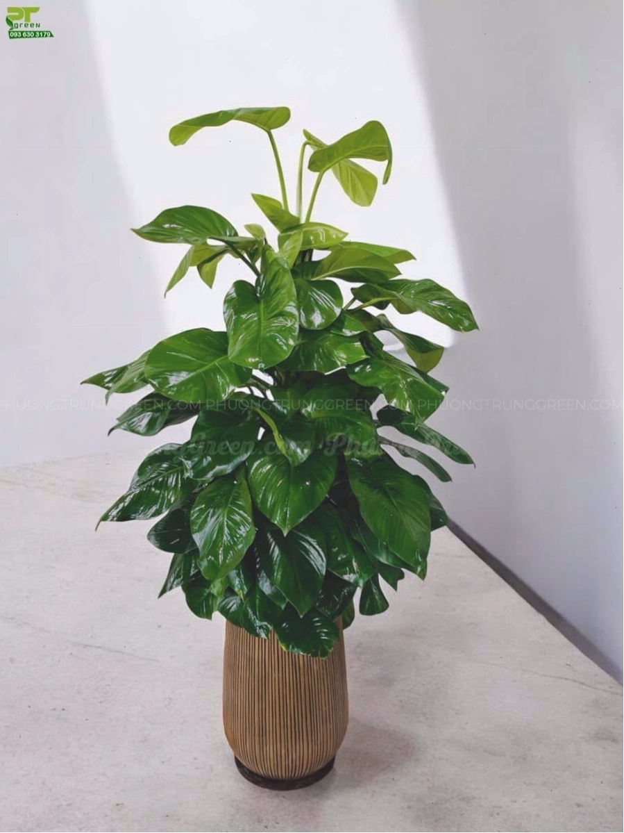 Trầu bà cột với chậu xi măng nhẹ hiện đại