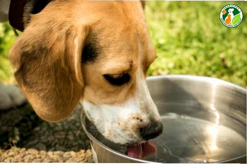 Truyền dịch là phương pháp quan trọng khi điều trị Parvo