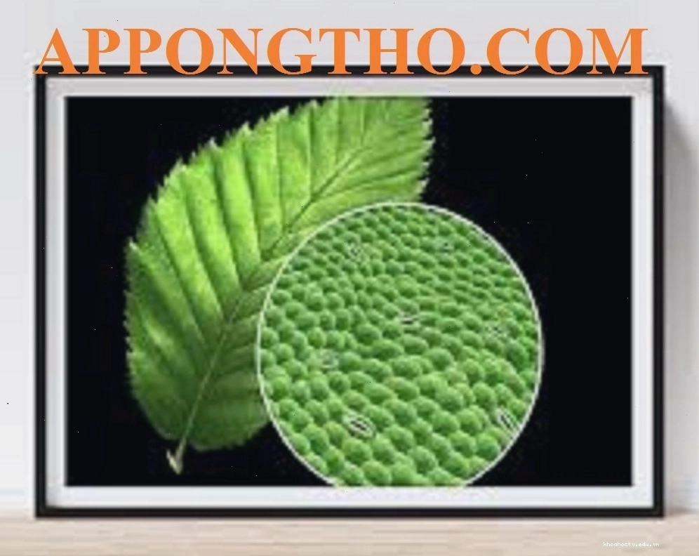 Ứng dụng của việc nghiên cứu khí khổng trong tương lai