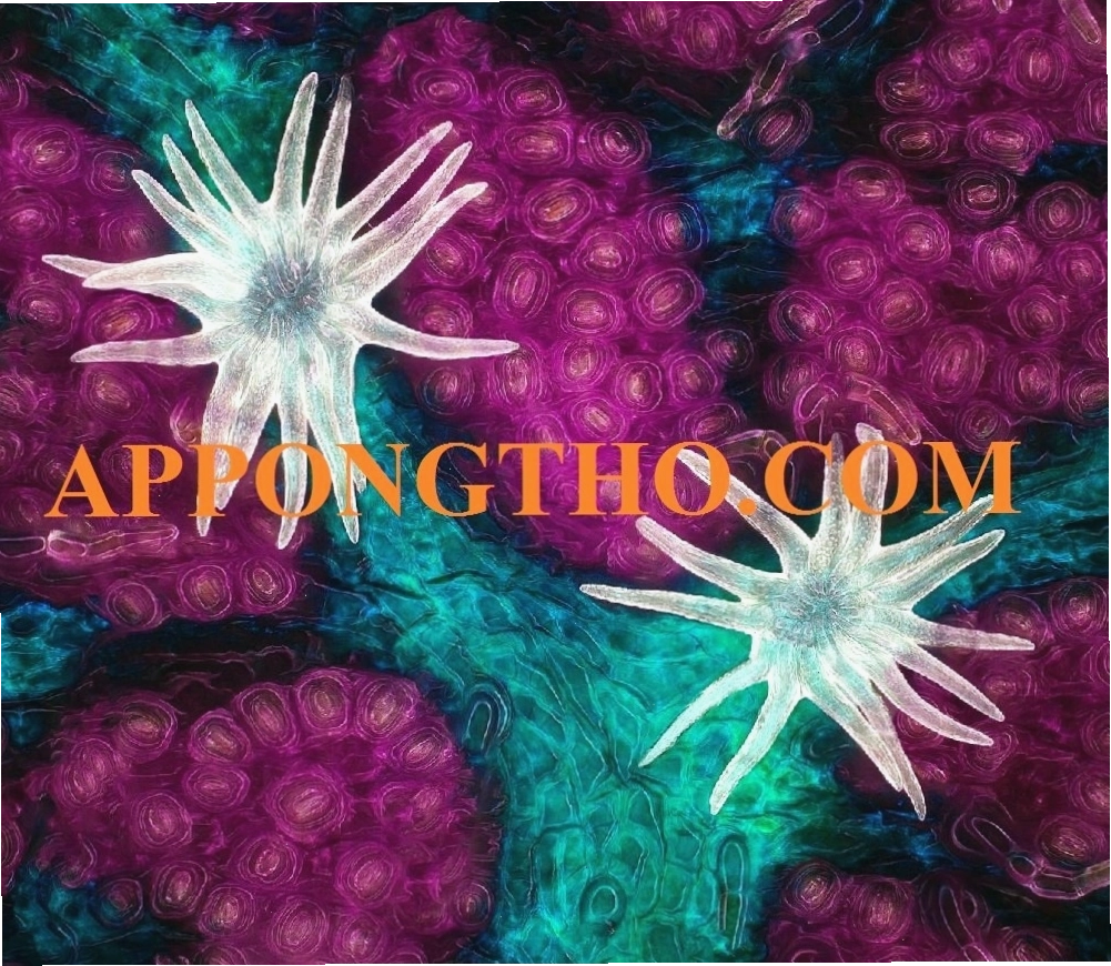Vai trò của các nhân tố điều khiển sự đóng mở khí khổng